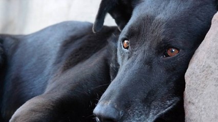 Les députés s'accordent sur un projet de loi en faveur  de la condition animale