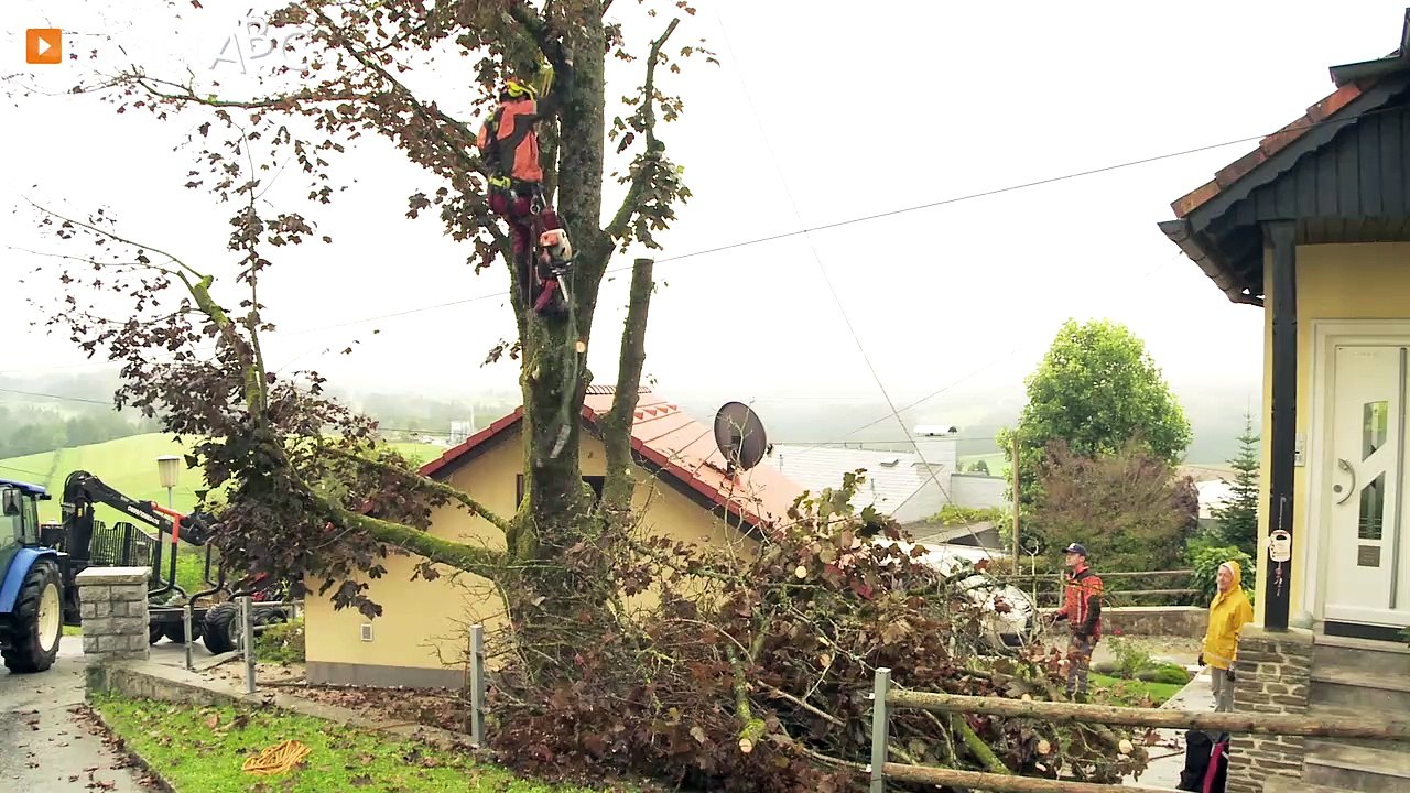 Lukas Leitner – Ihr Forstdienstleister + Baumsteiger in Sarleinsbach