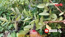 Guava tree air layering easy method | পেয়ারা গাছে গুটি কলম করার পদ্ধতি | air layering guava tree
