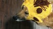 Corgi Disapproves of Giraffe Costume