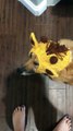 Corgi Disapproves of Giraffe Costume