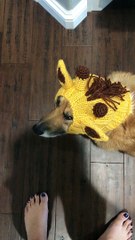 Corgi Disapproves of Giraffe Costume