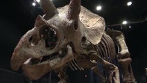 Dinosaurierskelett in Paris versteigert - 6,6 Mio. Euro für 
