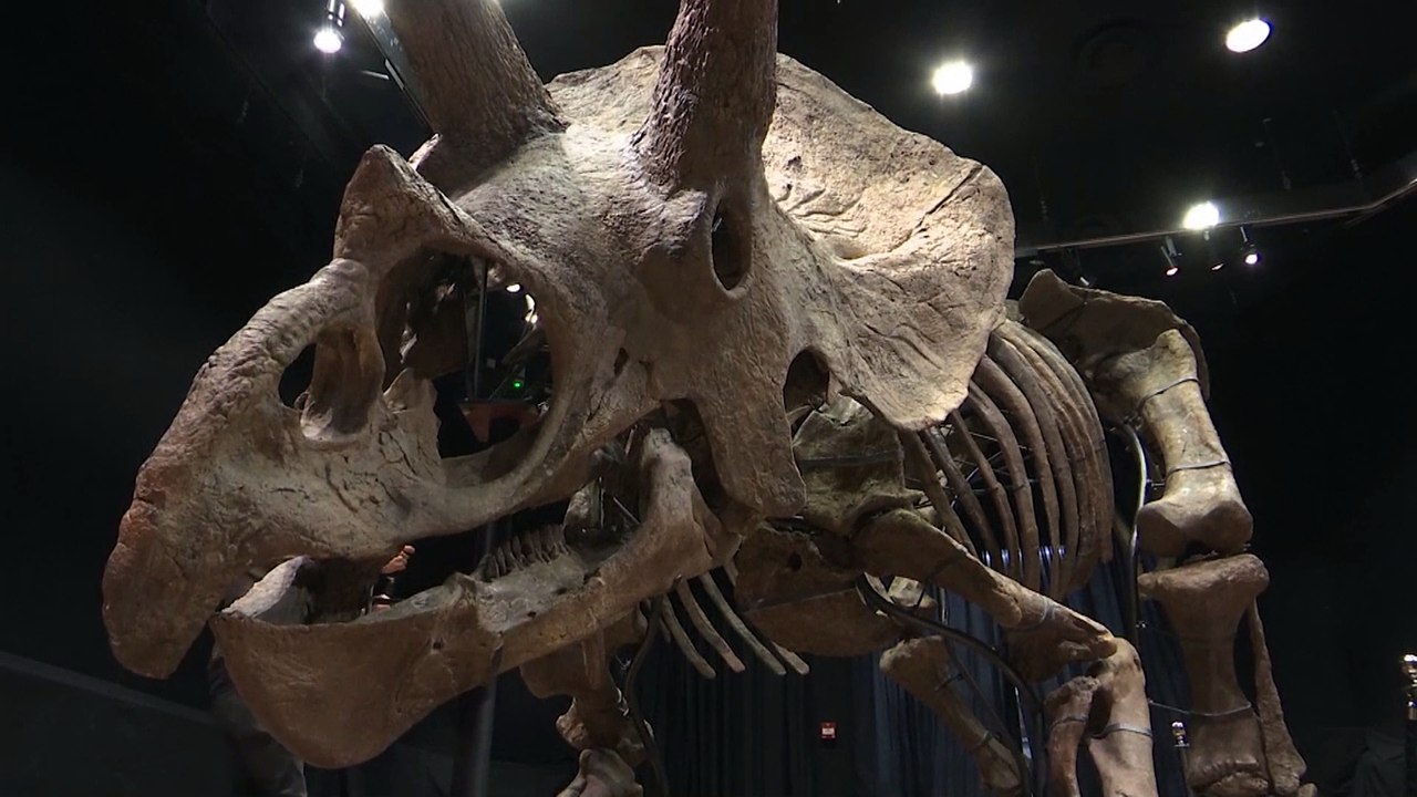 Dinosaurierskelett in Paris versteigert - 6,6 Mio. Euro für 'Big John'