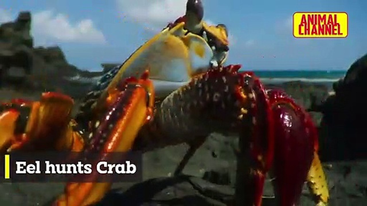 Most Incredible FISH Attacks _ Great White Shark vs Seal, Eel vs Crab, Crocodile and other Animals