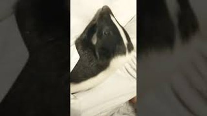Sleepy Skunk Cuddle Buddy