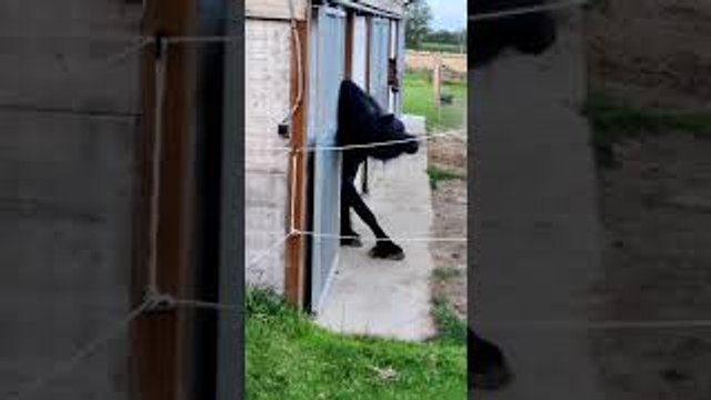 Headbanger Horse #horsesoftiktok #stallion #friesian #headbanger