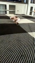 Determined Snake Struggles to Slither