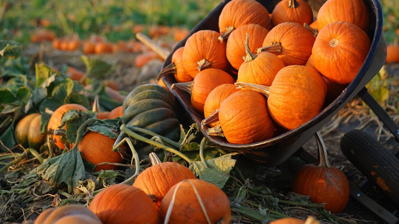 Is Pumpkin a Fruit or Vegetable?