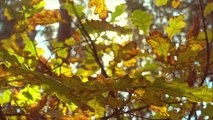 A Train Through the Great Smoky Mountains Is the Best Way to See Fall Color