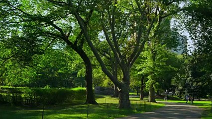 Celebrate 163 Years of Trees in Central Park With These Expert Leaf-peeping Tips