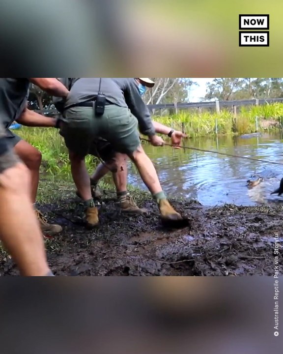 Kanye the Alligator Removed From Australian Reptile Park