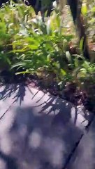 Flock of Turkeys Accost Woman in Parking Lot