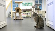 A Louveciennes, une maison de retraite… pour chats !