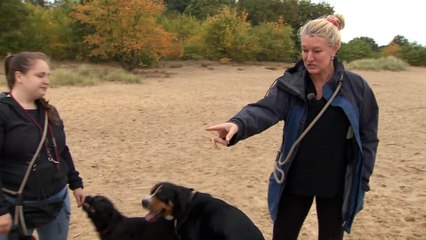 Keine Zeit für Gassi gehen: Hundesitter sind überlastet