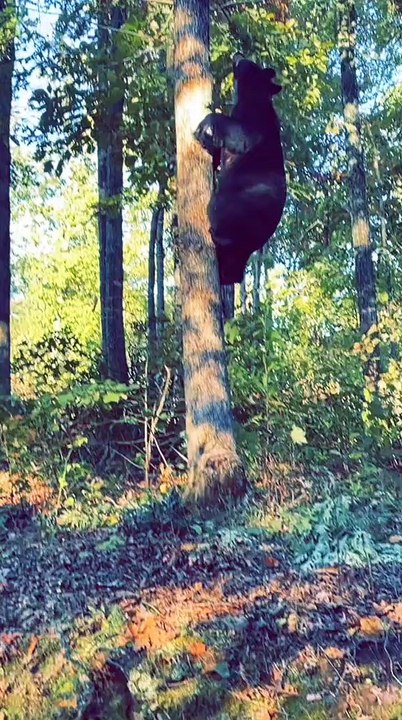 Black Bear Climbs Tennessee Tree