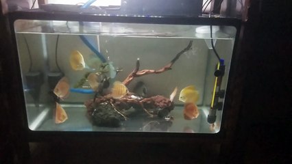 Discus blue diamond