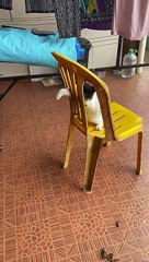 Helping a Kitten Stuck in a Chair