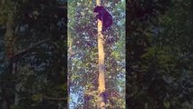 Black Bear Climbs Tennessee Tree