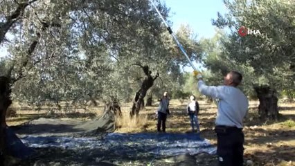 Değişik illerden gelip zeytin hasadına katıldılar