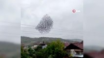 Amasya'da sığırcık kuşlarının dansı