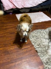 Pompom Pup is Excellent Tap Dancer