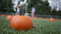 2021 Has Been a Perfect Storm for a Pumpkin Shortage