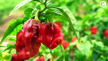 Dos EUA para Cariacica: pimenta mais ardida do mundo vira febre na cidade