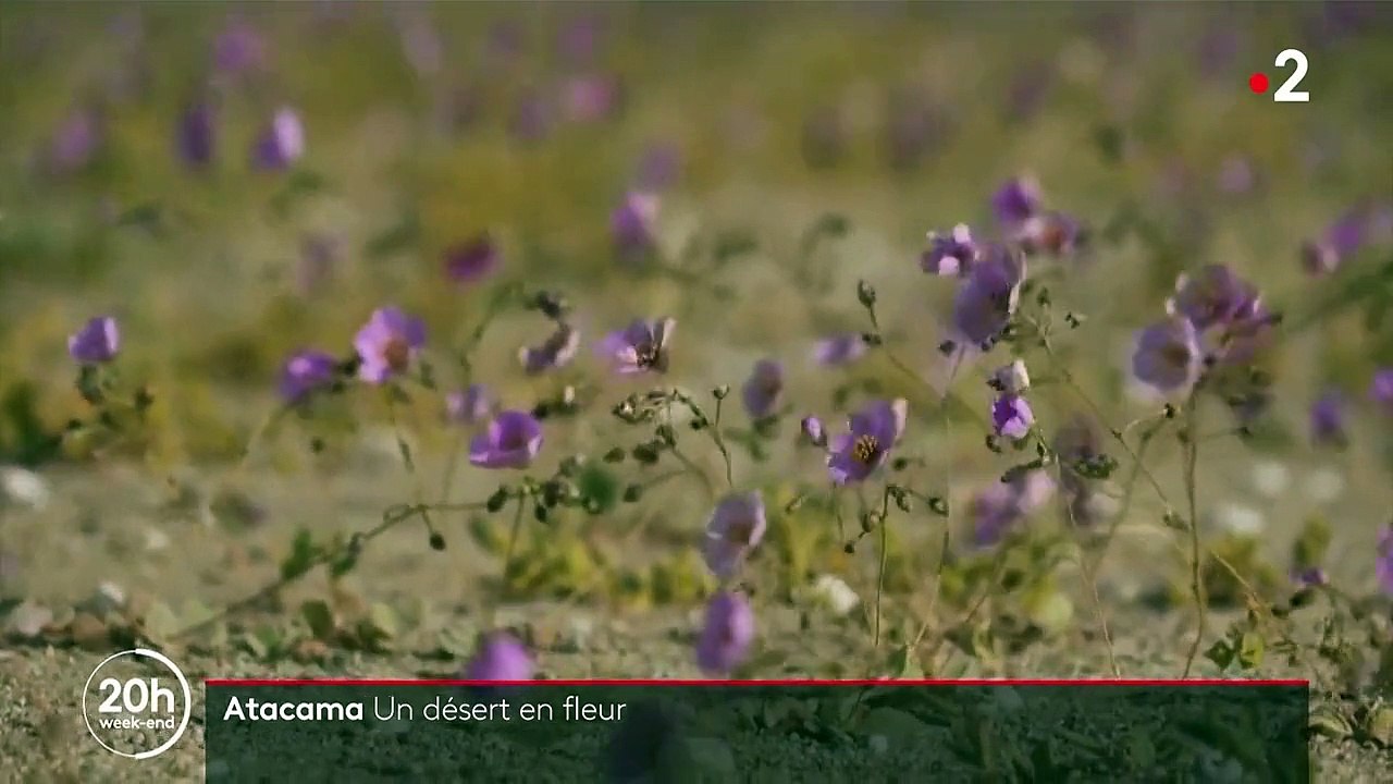 Amérique du Sud : le désert de l'Atacama, hôte de fleurs rares