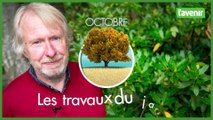 Travaux du jardin : plantations d'octobre