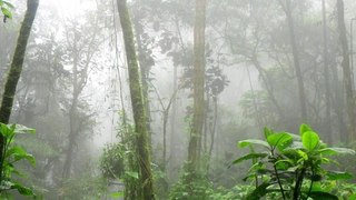 lluvia en el bosque sonido natural