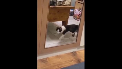 Baby Cats - Cute Cats - Adorable Cats - Funny Cats Compilations PART 3