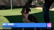 Meet Buzz and Bonnie for Adopt a Shelter Dog Month at Yavapai Humane Society