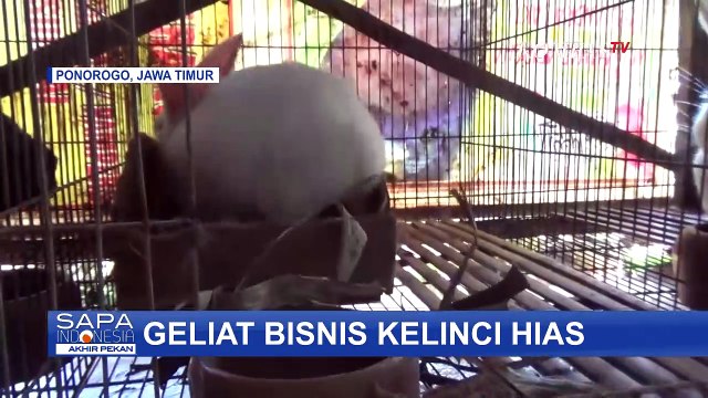 Bisnis Kelinci Hias Kembali Meroket dan Banyak Permintaan
