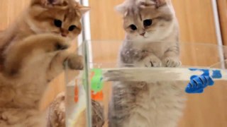 cute kittens and Cats