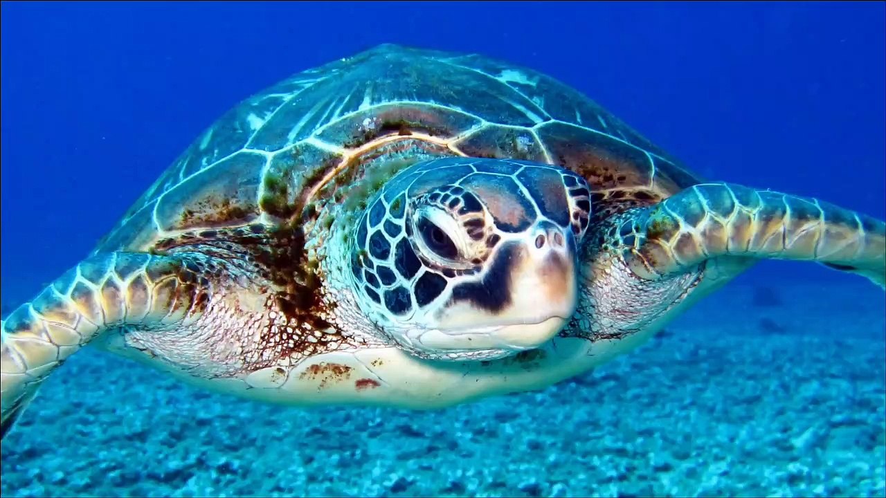 9 Interesting facts about sea turtles