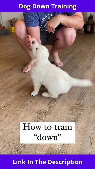 How To Teach a Dog To Stay | Dog "Down" Training