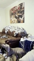 Adding the Newest Member to the Pack of 30