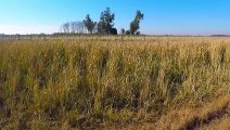 Sonidos de Pájaros en los Juncos - Sonidos de la Naturaleza | Matías HD