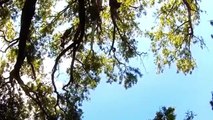 Vista hacia arriba de los arboles con Cotorras Argentinas - Sonidos de la Naturaleza | Matías HD