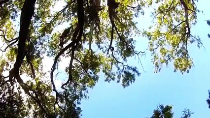 Vista hacia arriba de los arboles con Cotorras Argentinas - Sonidos de la Naturaleza | Matías HD