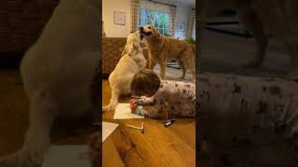 Drawing Kid Oblivious to Dogs Playing Tug-of-War