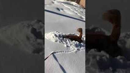 Golden Retriever Burrows in the Snow Like a Bunny