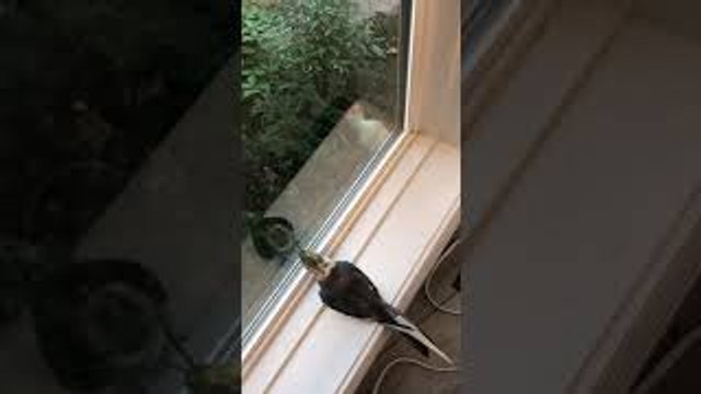 Cockatiel Copies Woodpecker