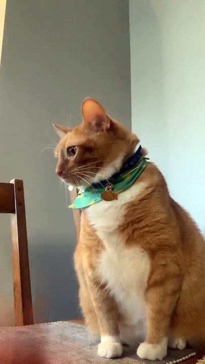 Sheriff Cat on Duty