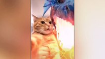 Funny Cat Using The Time Warp Scan Filter- TikTok Pets Challenge- Aww Pets