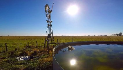 Molino de Viento  - Sonidos de la Naturaleza  | Matías HD