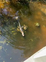 Turtles Surround Baby Alligator