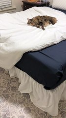 Playful Kitty Busted Doing Bunny Kicks