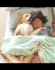 FUNNY ANIMALS LAUGHING TO TEARS